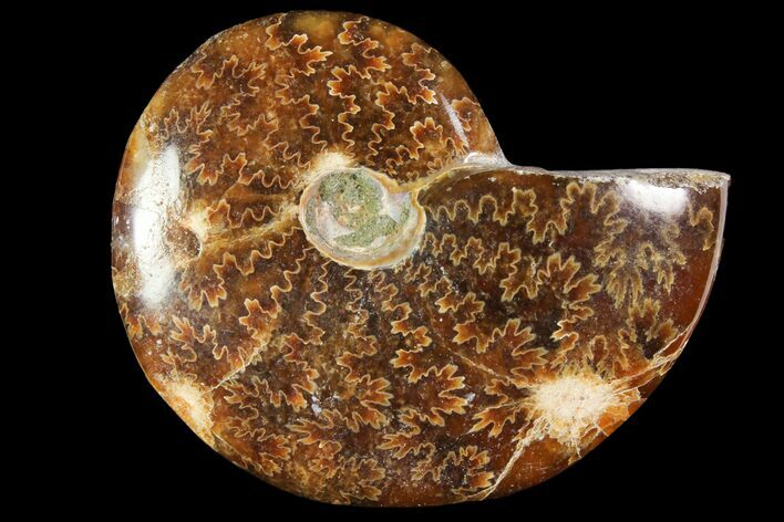 Polished, Agatized Ammonite (Cleoniceras) - Madagascar #119020